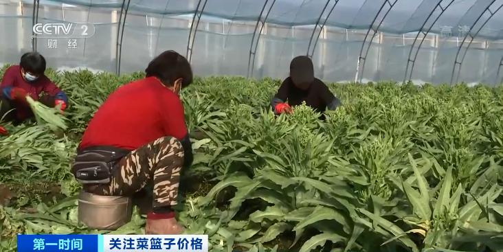 各地最新菜價動態(tài)，力量與自信的種子在變化中成長