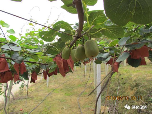 芭樂最新地，文化現(xiàn)象的深度探究