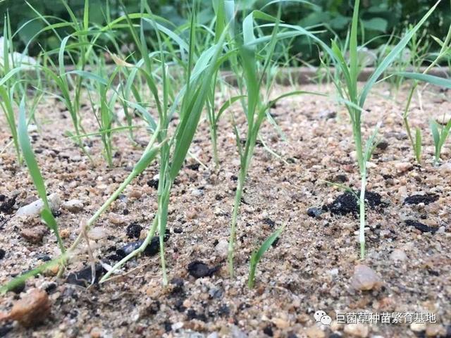 最新牧草種引領綠色革命，科技讓生活回歸自然