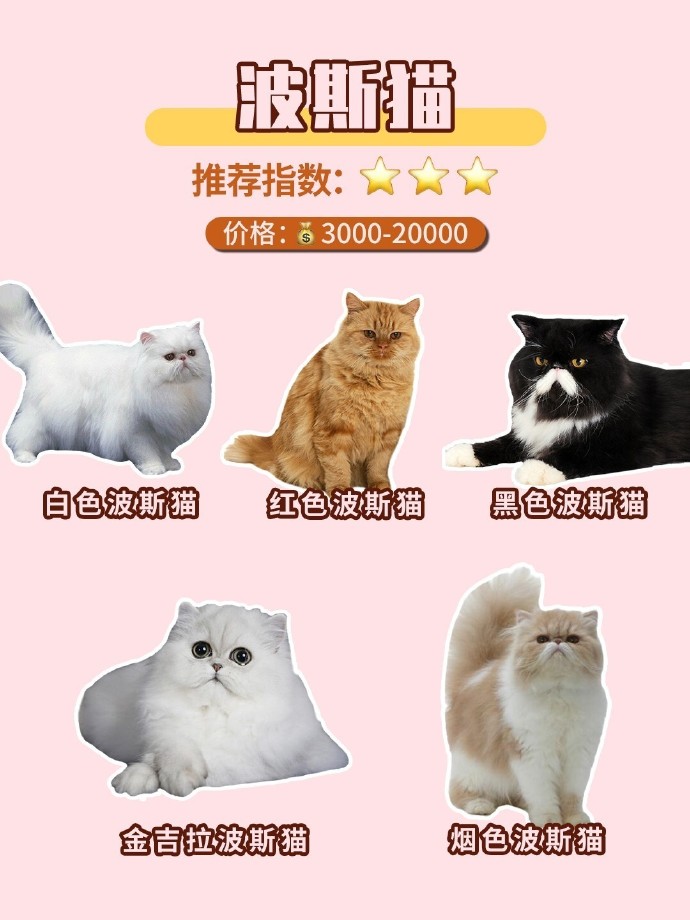貓最新域名，一場心靈之旅的探險尋找內(nèi)心平靜之路