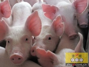 塑料pe波紋管 第180頁