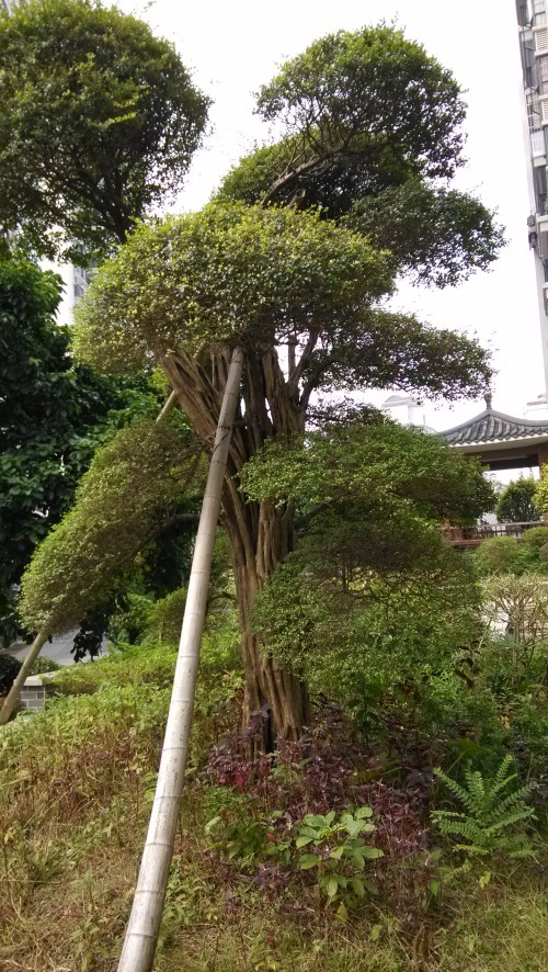 鐵冬青樹價格揭秘，友情與樹木的交織故事