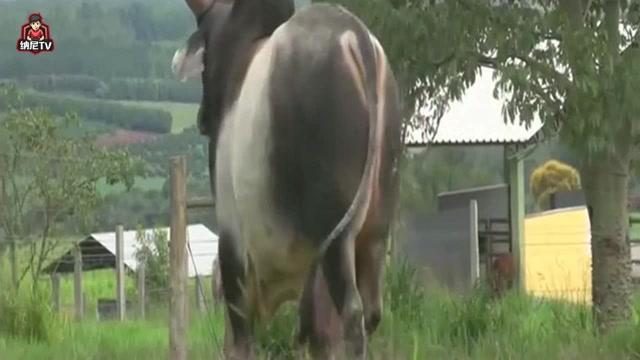 牛最新視頻探秘,小巷深處的獨(dú)特風(fēng)情