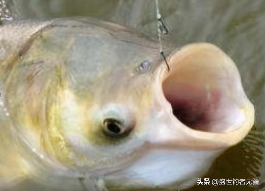 最新鰱鳙釣法技巧與策略揭秘