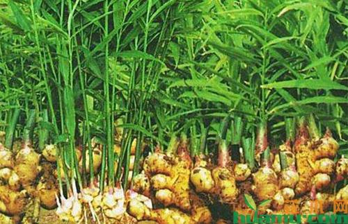 科技助力姜農(nóng)高效種植，最新姜種植設(shè)備亮相