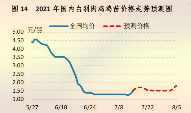 雞苗行情展望，勵志成長之路