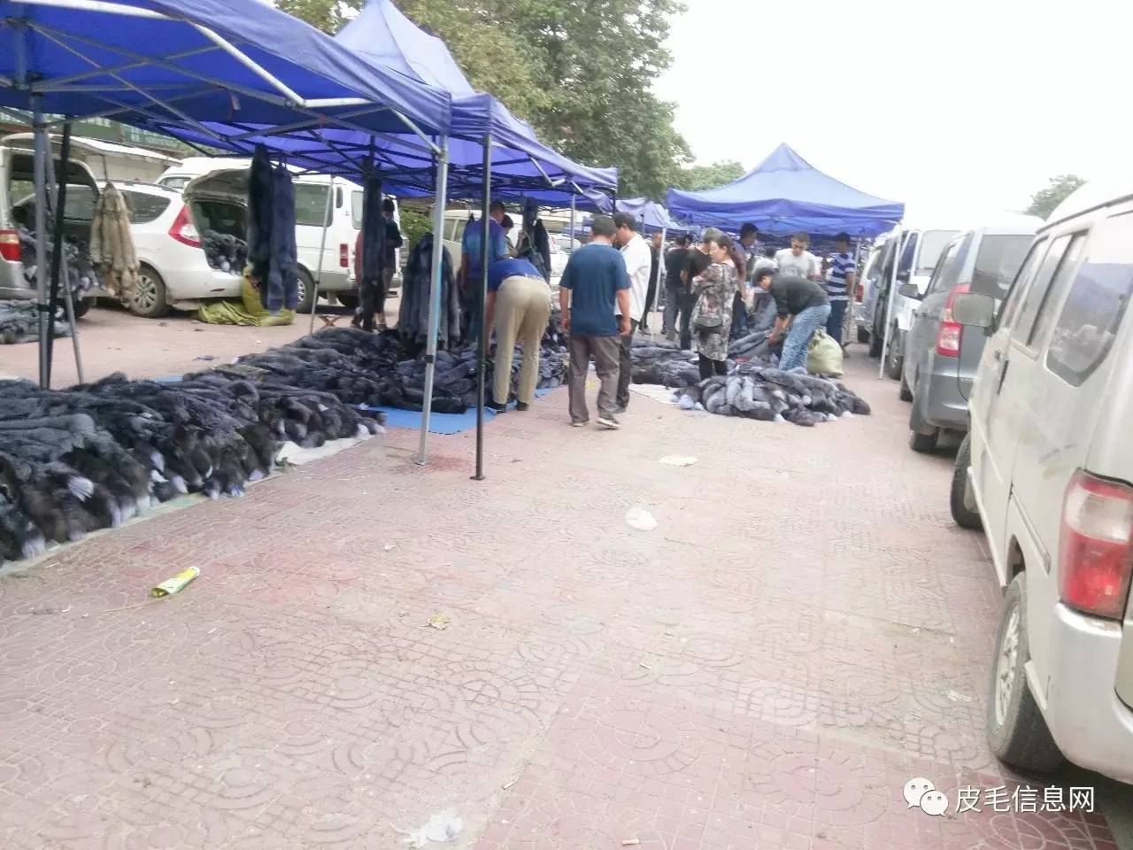 今日尚村毛皮行情，自然美景下的毛皮之旅探索